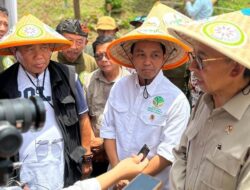 Panen Perdana Sorghum di Wilayah Izin Pemanfaatan Hutan Perhutanan Sosial (IPHPS) Kabupaten Karawang Berlangsung Sukses