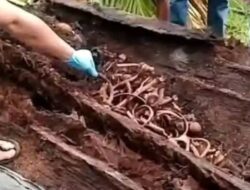 Berita Viral! Kerangka Manusia Ditemukan di Dalam Pohon Aren Wilayah Serdang Bedagai