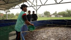 Program MBG Dorong Rantai Pasok Lokal, Budidaya Lele Jadi Tulang Punggung