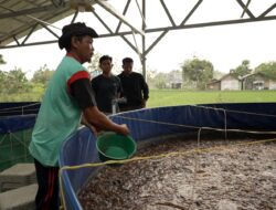 Program MBG Dorong Rantai Pasok Lokal, Budidaya Lele Jadi Tulang Punggung