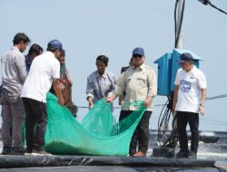 Momen Prabowo Ikut Tarik Jaring Bersama Nelayan Tambak Saat Panen Raya Udang di Kebumen