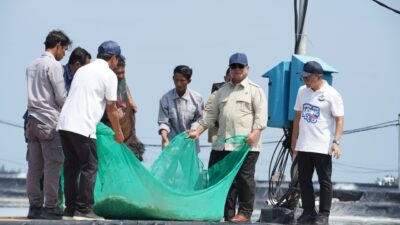 Momen Prabowo Ikut Tarik Jaring Bersama Nelayan Tambak Saat Panen Raya Udang di Kebumen