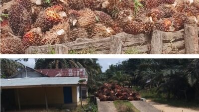 Panen Sawit di Lahan Eks PT SAL Inhu Riau Masih Berlangsung Pasca Terbitnya Surat Penghentian Sementara
