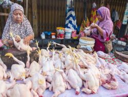 Dilema Pedagang Ayam: Harga Tembus Rp47 Ribu/kg, Ayam Penyet di Medan Ikut Naik