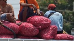 Berdayakan Ekonomi Desa, KDKMP di Nganjuk Serap Bawang Petani di Atas Harga Pasar